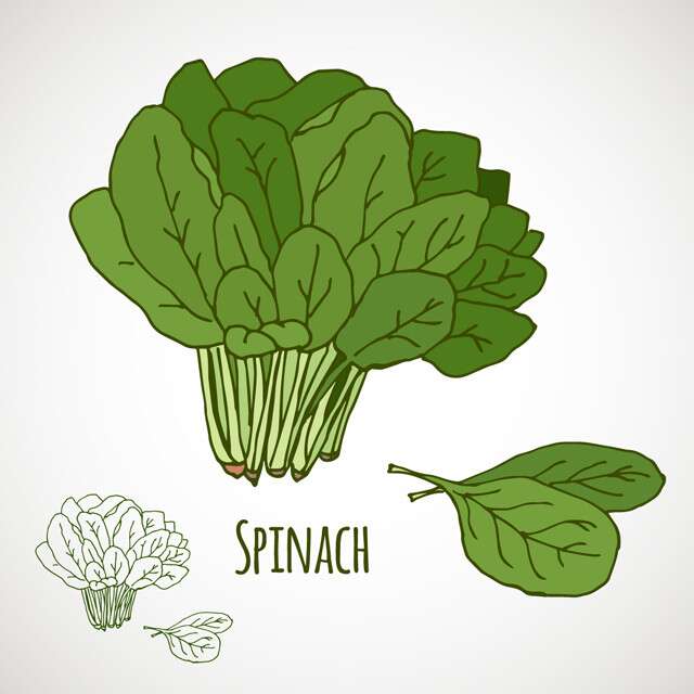 Foods Rich in in Vitamin E - Spinach