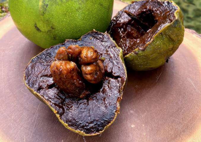  Black sapote - the chocolate pudding fruit