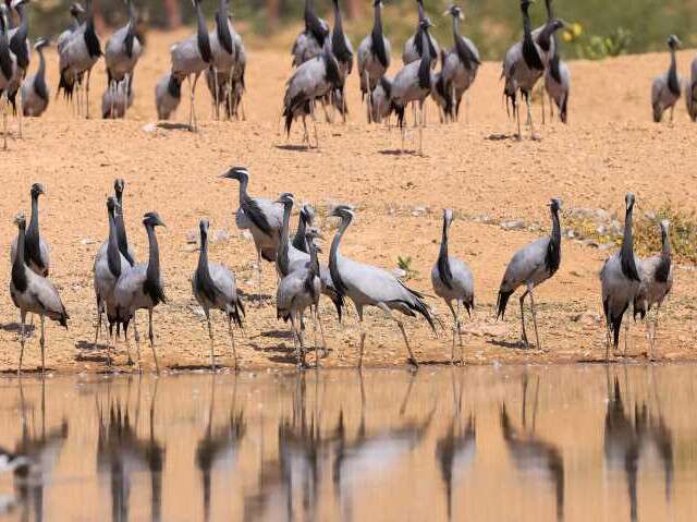 New reserves in Rajasthan - Demoiselle cranes in Khichan