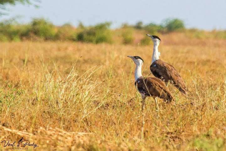 New reserves in Rajasthan - Great Indian Bustard