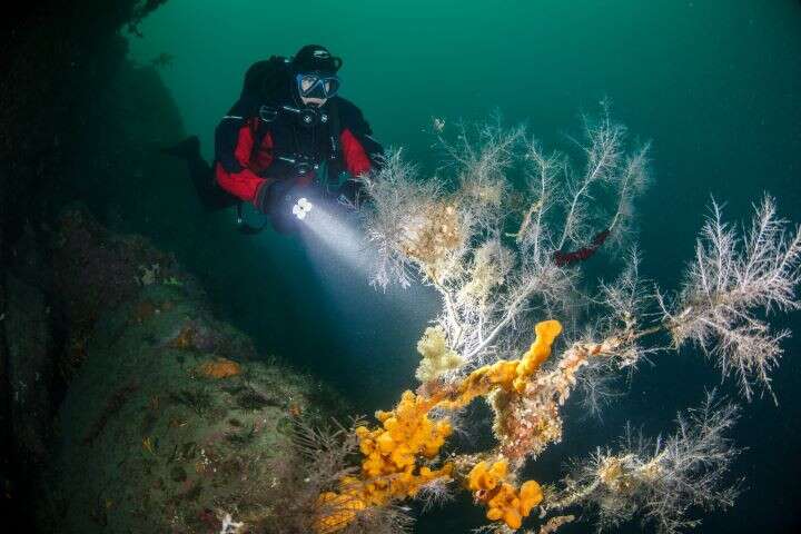 New Zealand dive and snorkelling spots - A diver inspects Fiordland's black coral PC_Descend Diving Milford Sound
