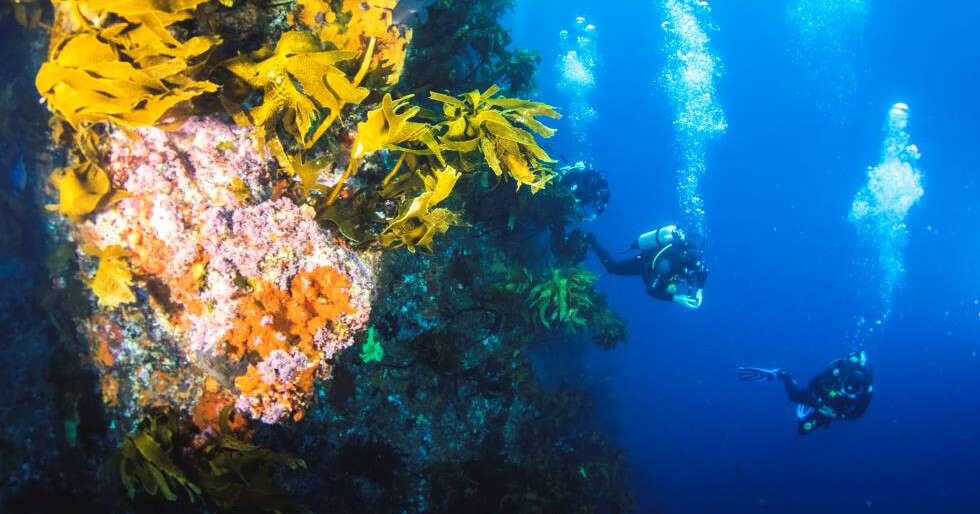 Bookmark These 6 Great Diving And Snorkelling Spots In New Zealand 