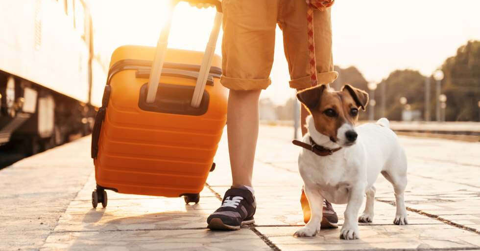 Travel With Your Fur Baby On The Indian Railways: Here's How - Vimarsana News