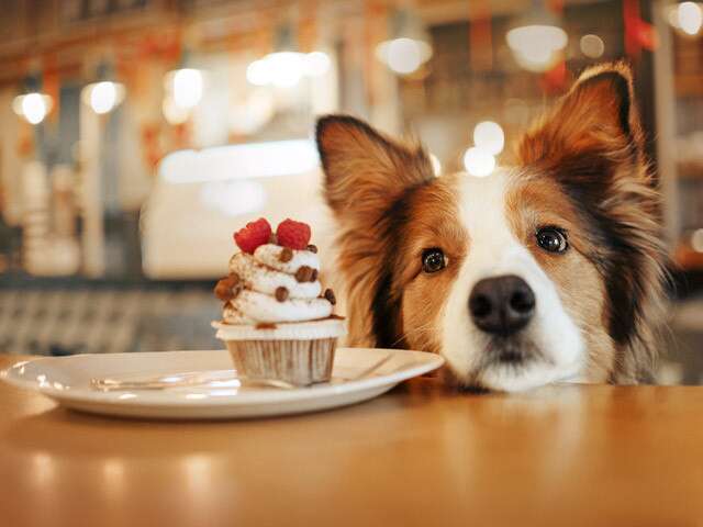 Pet friendly Cafes In Chennai To Have A Pawsome Time