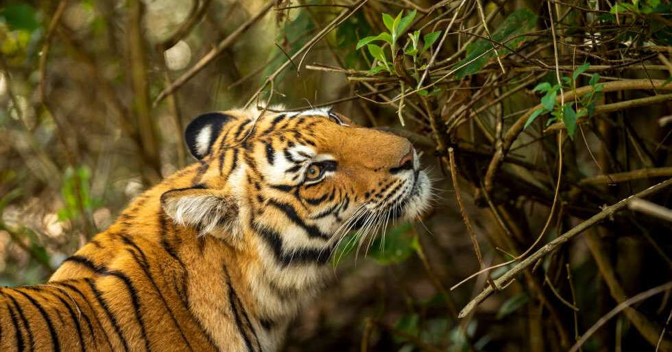 The Tiger Awaits You At Dudhwa National Park | Femina.in