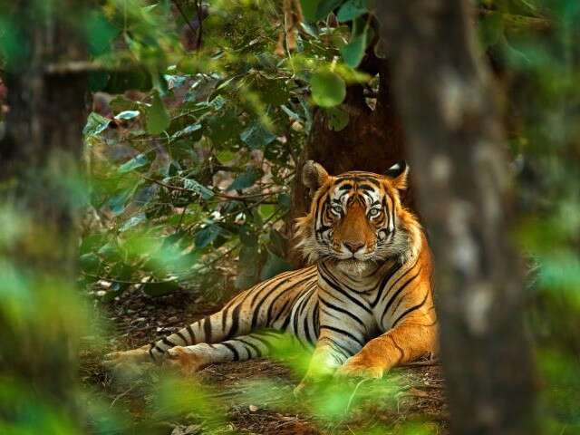 Rajasthan to get new tiger reserve - tiger in Ranthambore