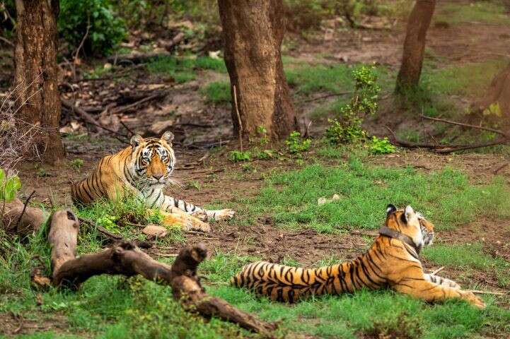 Rajasthan to get new tiger reserve - tigers in Sariska