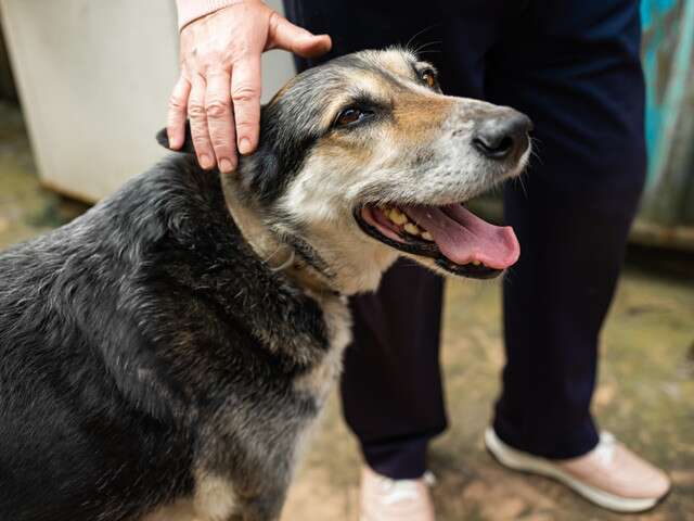 World Pet Day: 5 Things to Consider When Adopting A Senior Pet