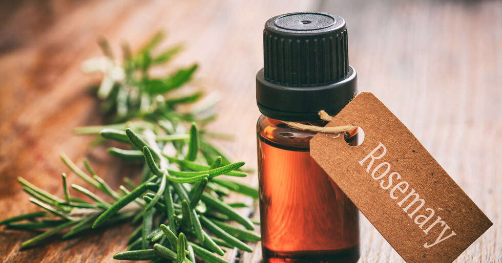 Rosemary Oil For Hair Growth: Uses and Benefits - Vimarsana News