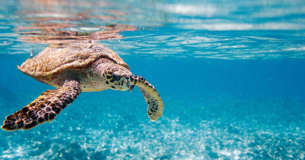 Set Your Sights On Seychelles – Safely - Vimarsana News