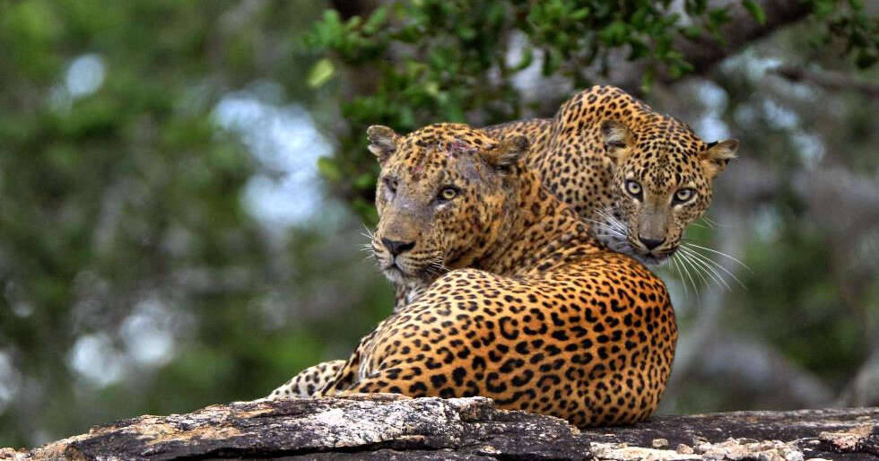 5 Ways To Cut Costs On Your Sri Lanka Trip - Vimarsana News