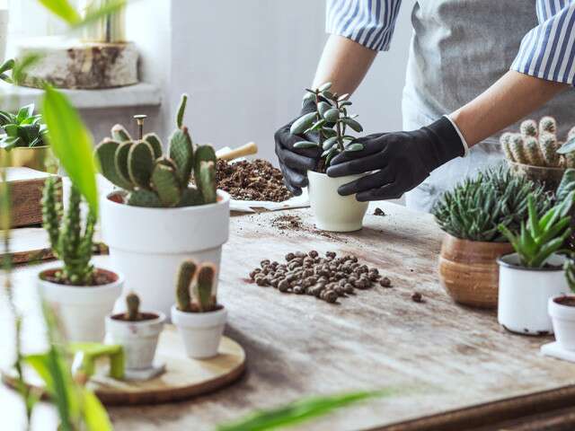 Millennial's Beginner Guide To Apartment Gardening