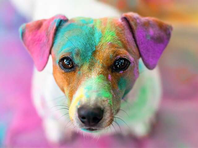 Handy Tips To Keep Your Furry Friends Safe During Holi Celebrations