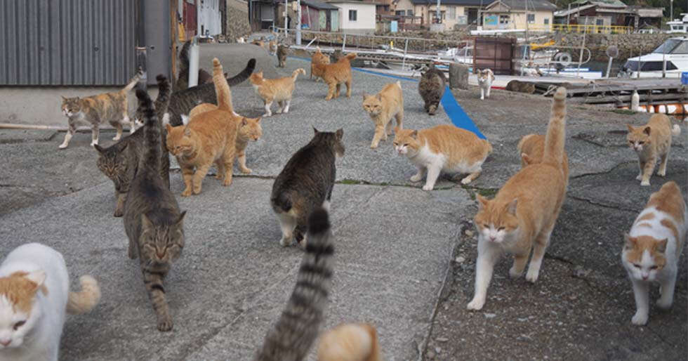 A Guide To Japan’s Peculiar Cat Island That You Need To Visit Right Now!