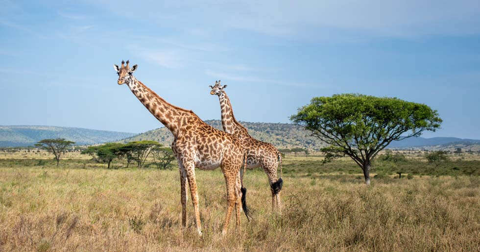 Learning Lessons From A Wildlife Safari In South Africa