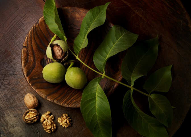 Walnut On Radiograph I Watched Thousands Of Walnuts Rain Down – Here’s The Story In A ...
