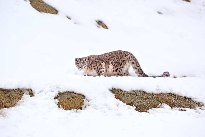 Interest in the snow leopard is high in Ladakh when it comes to wildlife experiences