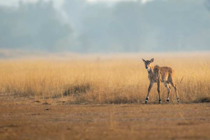 The grasslands of central India are part of a wildlife experience