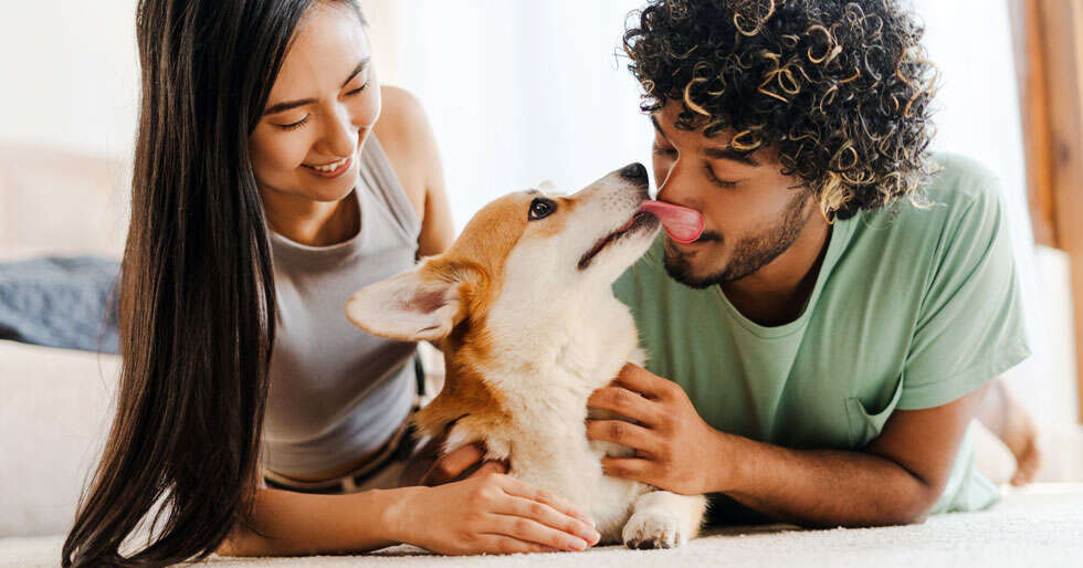 Your Everyday Pet Wellness Checklist