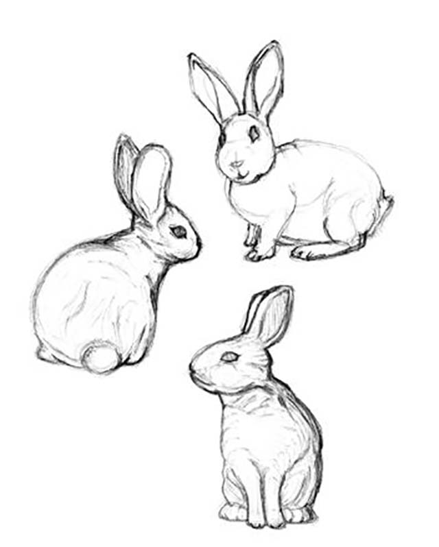 Free Rabbit Pictures To Draw, Download Free Rabbit Pictures To Draw png  images, Free ClipArts on Clipart Library