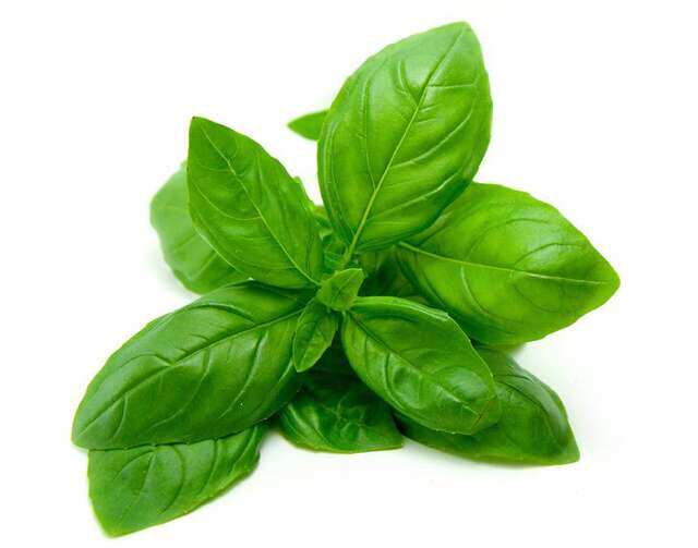 basil14720369721591105538 6 pest repellent plants your home needs