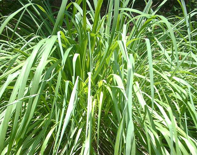 caromilangrass14720370111591105569 6 pest repellent plants your home needs