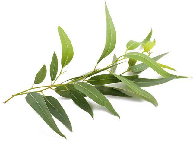 ecorpinside14720370911591105676 6 pest repellent plants your home needs