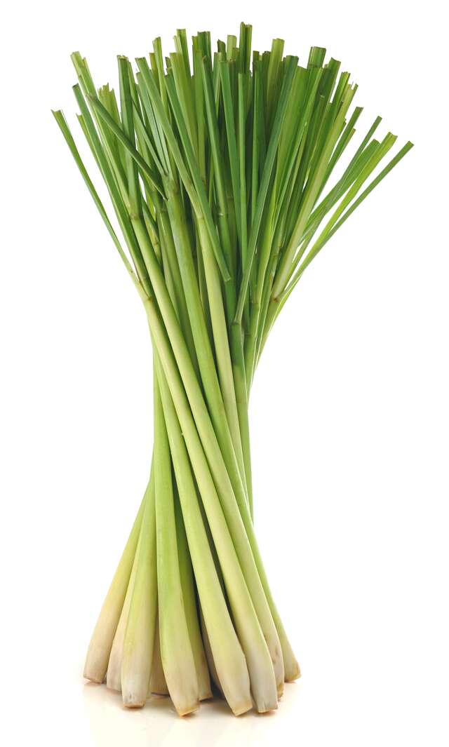 lemongrass14720370561591105625 6 pest repellent plants your home needs
