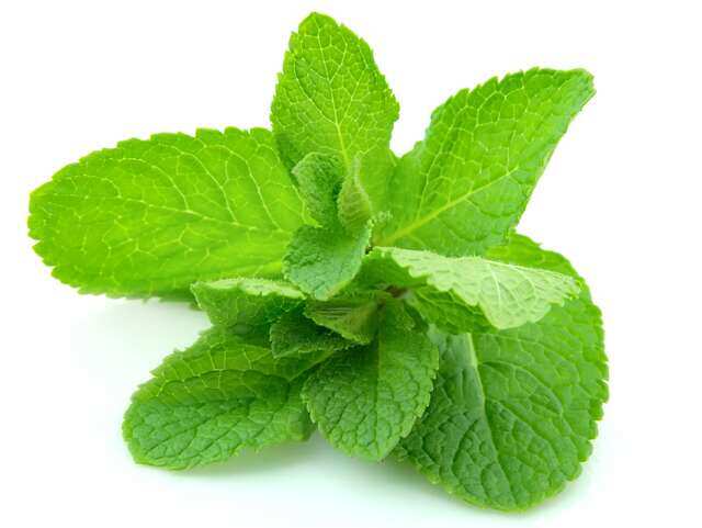 mintinside14720371701591105741 6 pest repellent plants your home needs