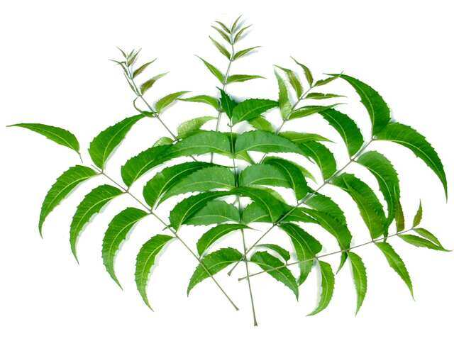 neeminside14720371321591105713 6 pest repellent plants your home needs