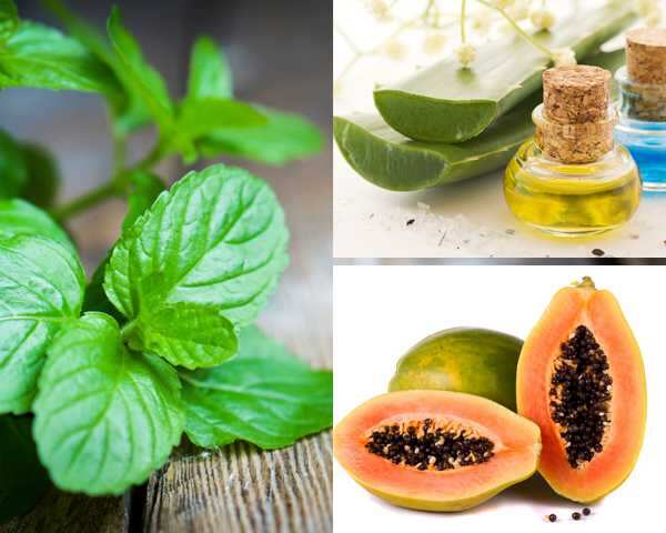 10 Natural Cures For Insect Bites Femina In 10 Natural Cures For Insect Bites Femina In