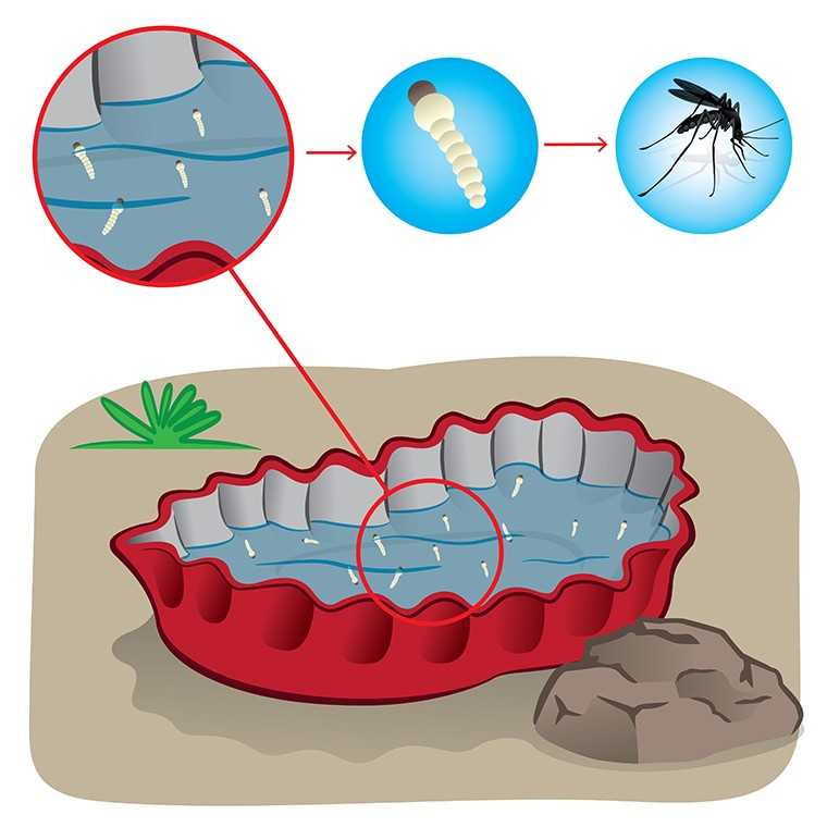 water stagnant mosquito mosquitoes swarm vector clip illustrations sting focus bottle cap nature rid season standing femina