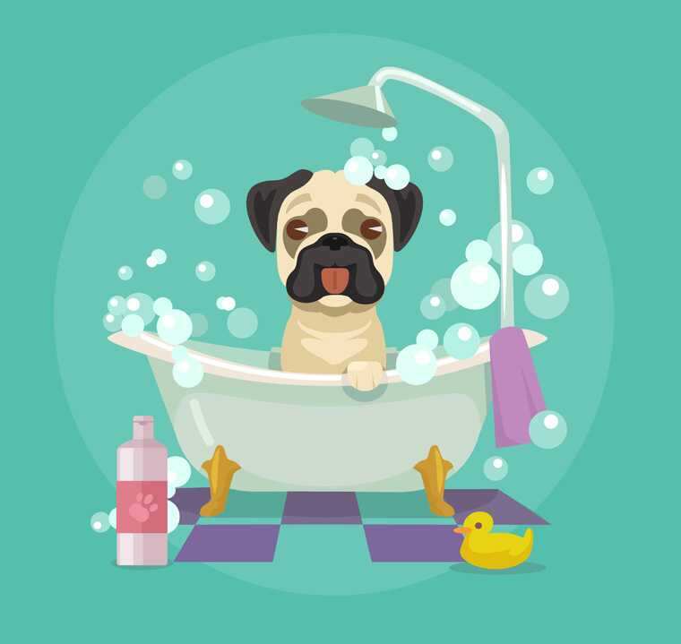 Ways to soothe your pet’s itchy skin | Femina.in