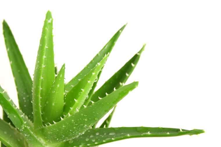Ways To Use Aloe Vera Gel For Skin and Hair