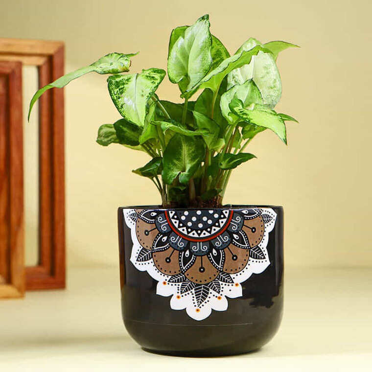 Lush Syngonium In Mandala Pot From Flower Aura