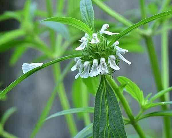 தும்பை மூலிகையின் மருத்துவப் பயன்கள் - Medicare benefits of hammer herb |  பெமினா தமிழ்