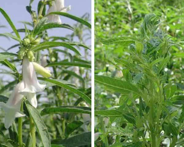 எள்ளின் மருத்துவப் பயன்கள் - Medicinal uses of sesame | பெமினா தமிழ்