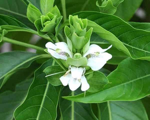 தொண்டை கிருமி தொற்றை தடுக்கும் ஆடாதோடை மூலிகை! - Anti-throat herb! | பெமினா  தமிழ்