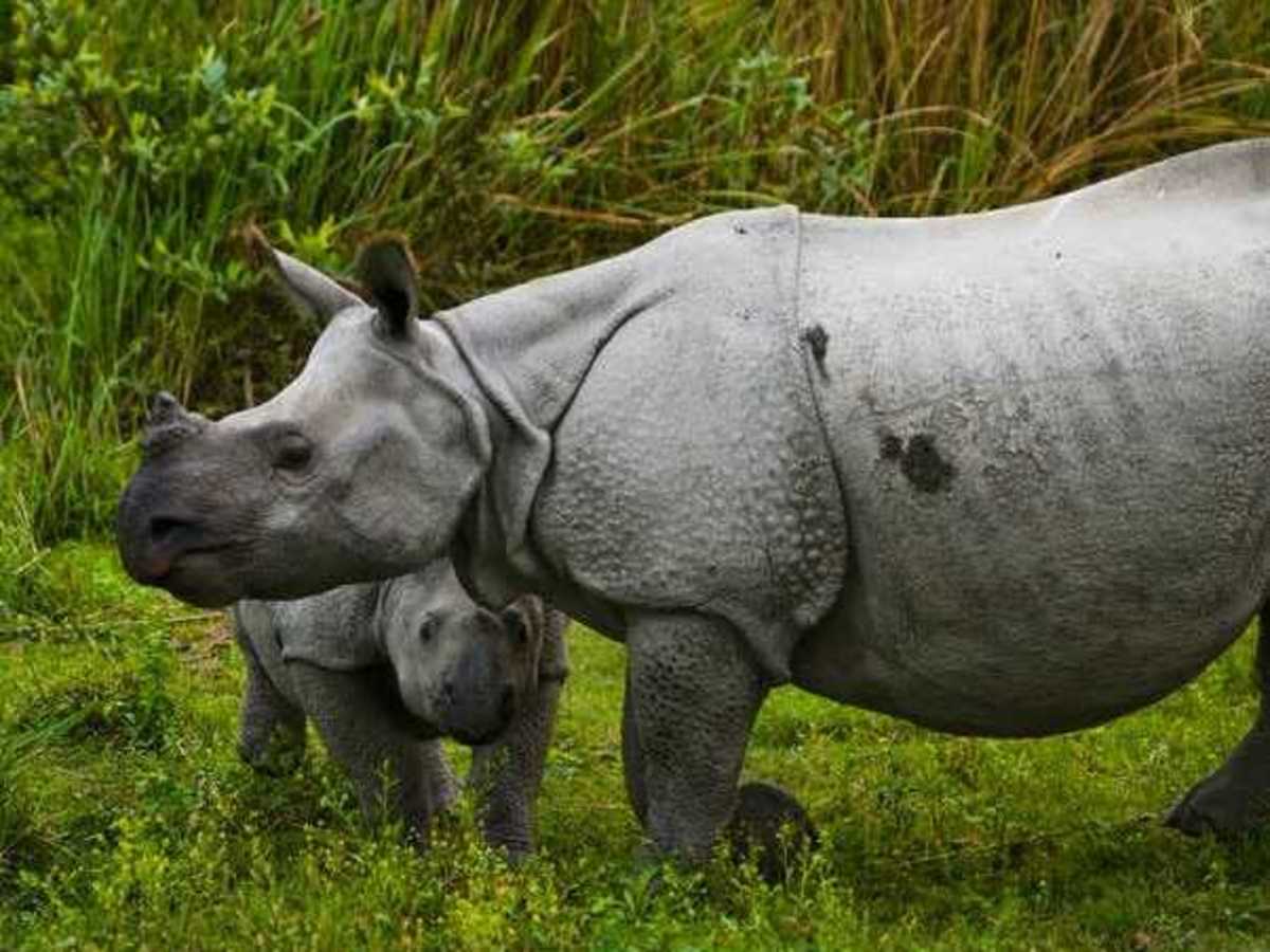 Go on a safari in Manas National Park, Assam 
