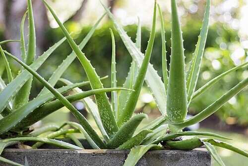 Cosecha del aloe vera para el cabello