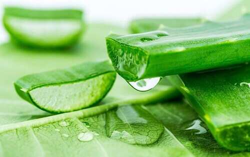 Gel de aloe vera cosechado para el cabello