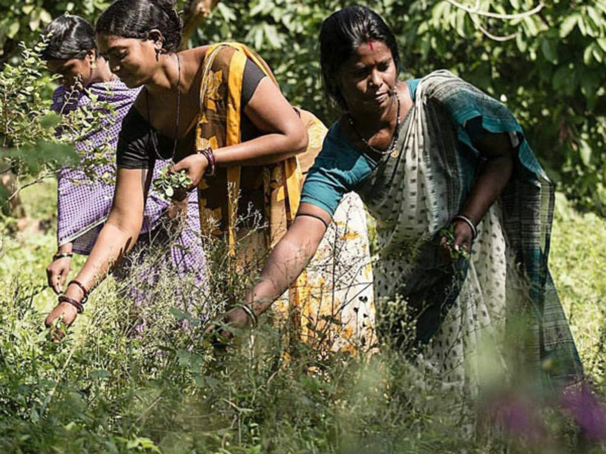 Chhattisgarh Woman Conserves Traditional Medicinal Plants Femina In