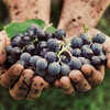 Black Grape And Their Many Health And Beauty Benefits Femina.in