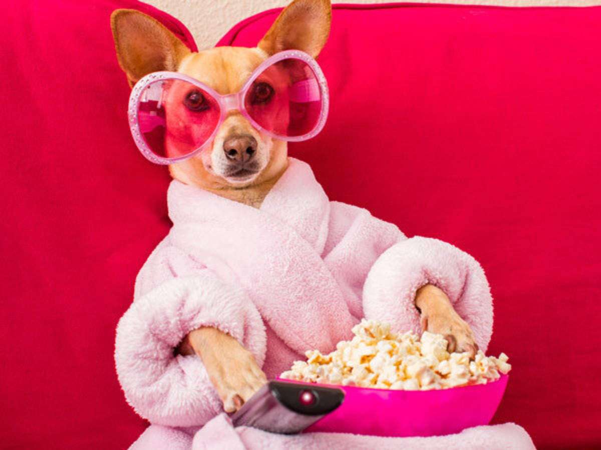 8 Paw-fect Movies To Watch Online For All Animal Lovers 