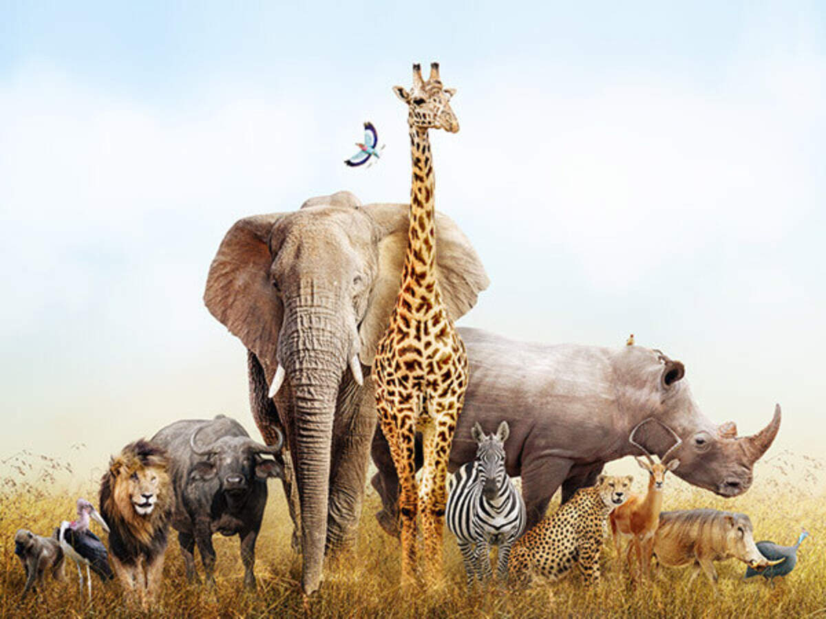 World Animal Day: Its Significance And Ways You Can Contribute Personally | World Animal Day: Its Significance And Ways You Can Contribute Personally |
