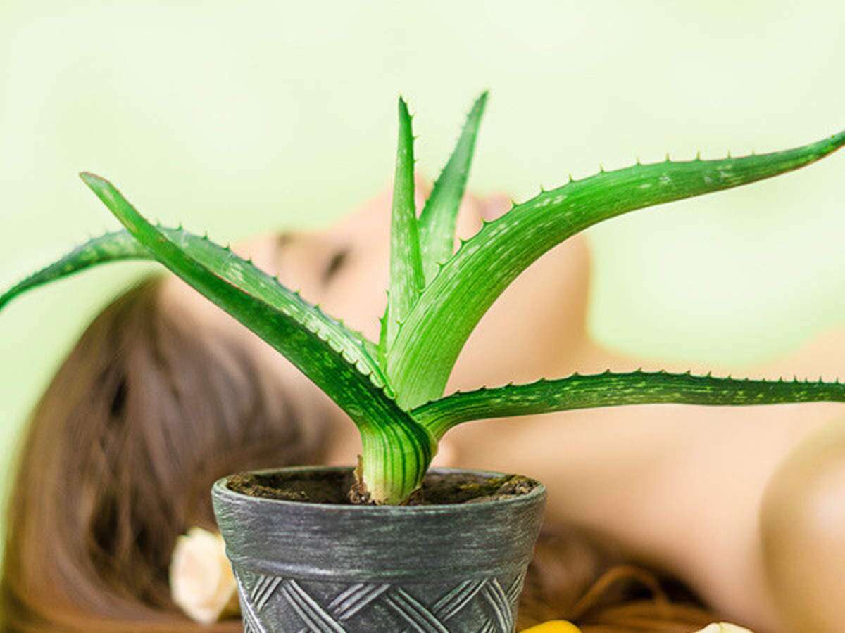 Benefits Of Aloe Vera For Hair - DIY Methods 