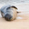When We Return To Hawaii, It's Not Fine To Touch The Seals | Femina.in