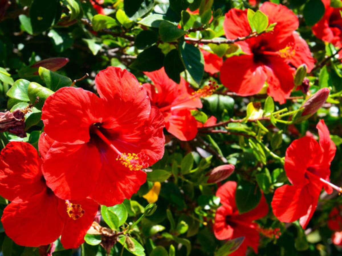Effective Ways To Use Hibiscus For Your Hair 