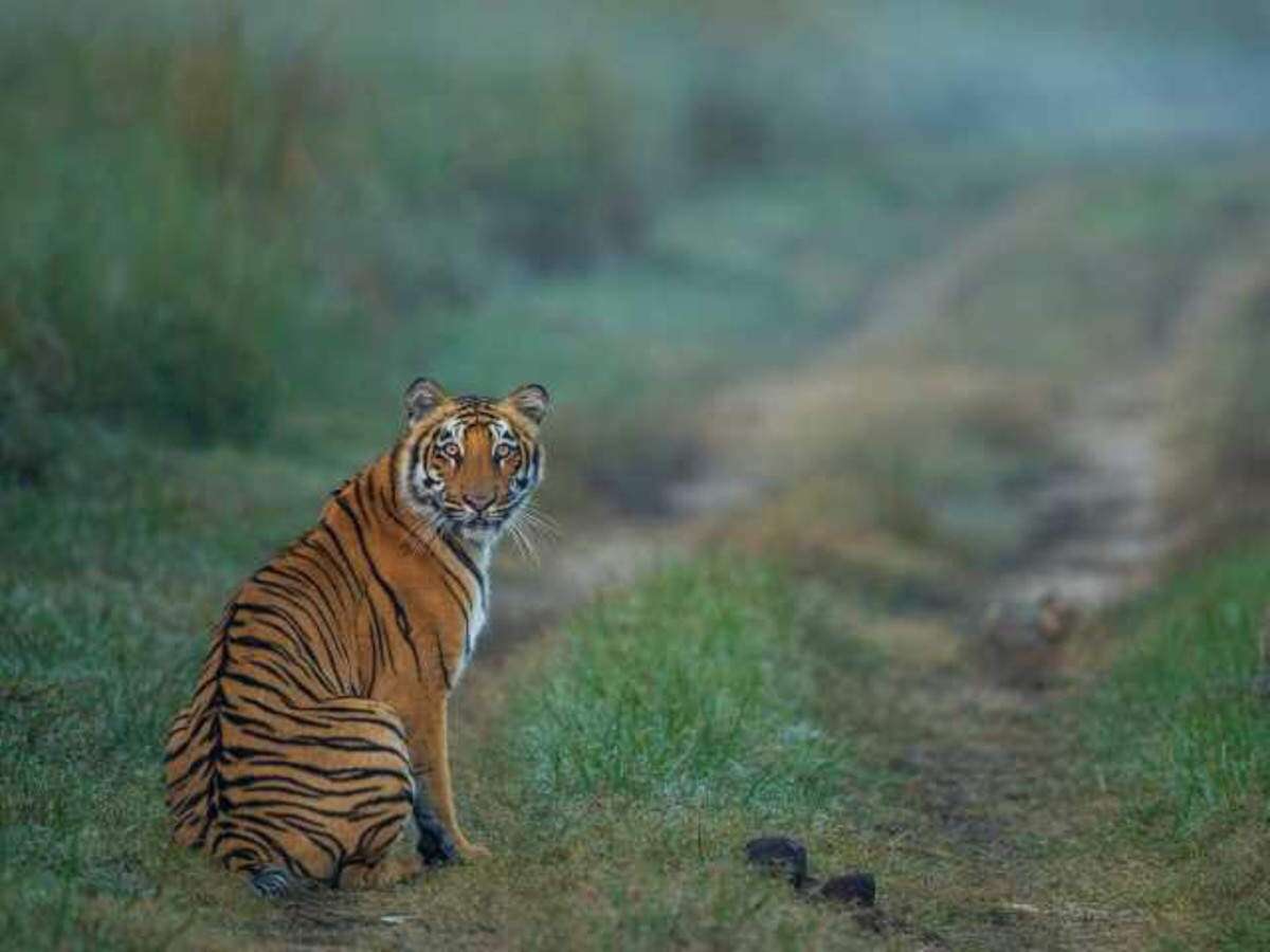 Jim Corbett National Park Is Almost Always Booked Out – Here's Why |  