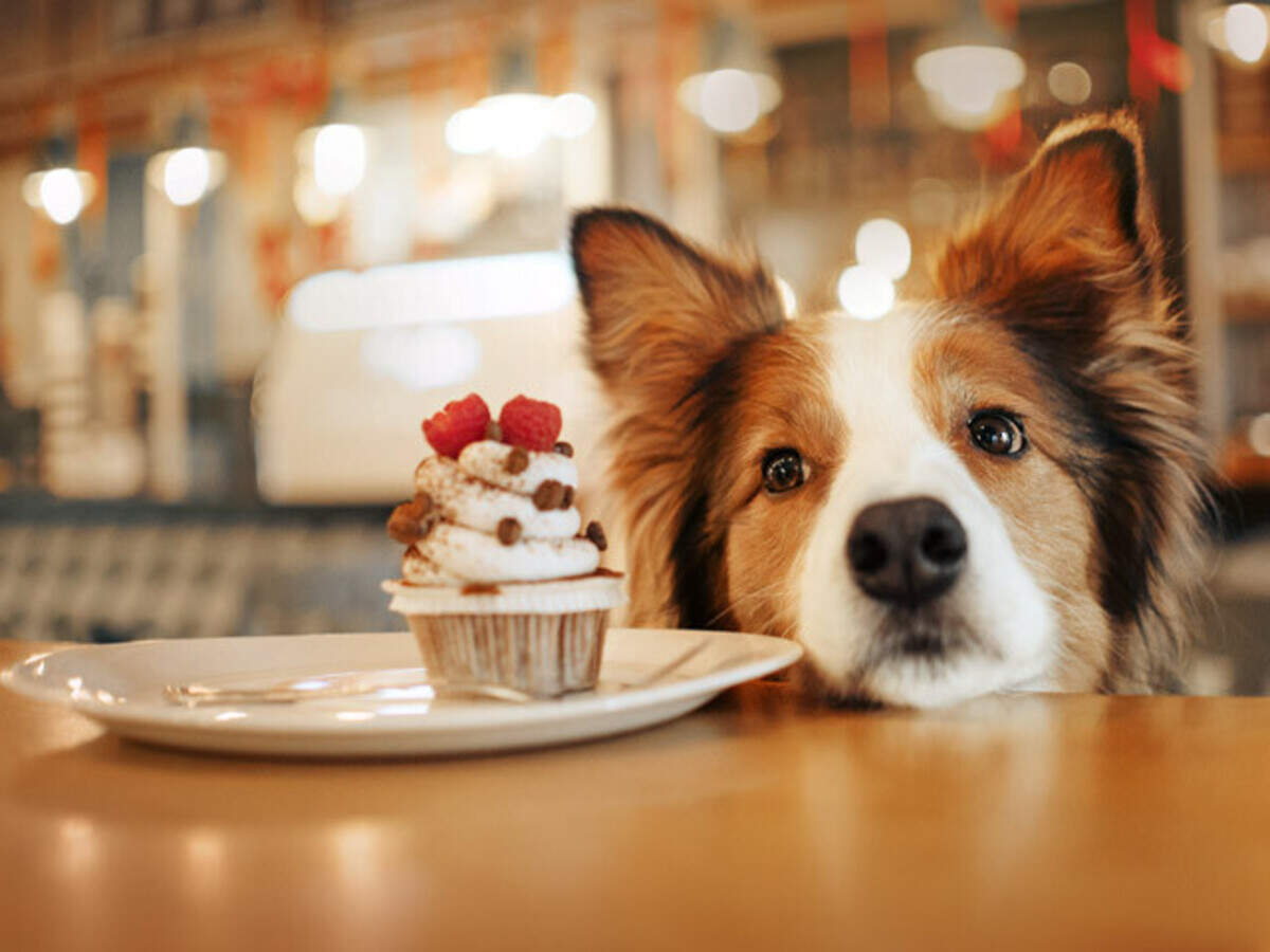 Pet friendly Cafes In Chennai To Have A Pawsome Time | Femina.in